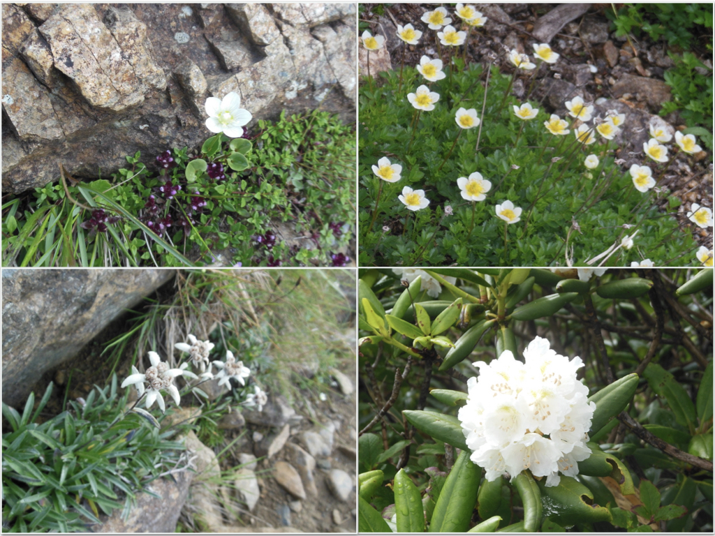 白色 クリーム色の花を咲かせる高山植物を紹介 運命のいたずら登山日記